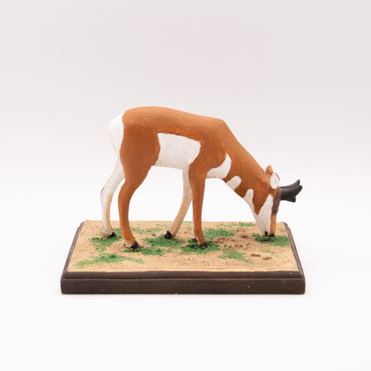 Antilope d'Amérique