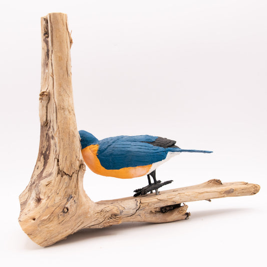 Merle bleu d'Amérique