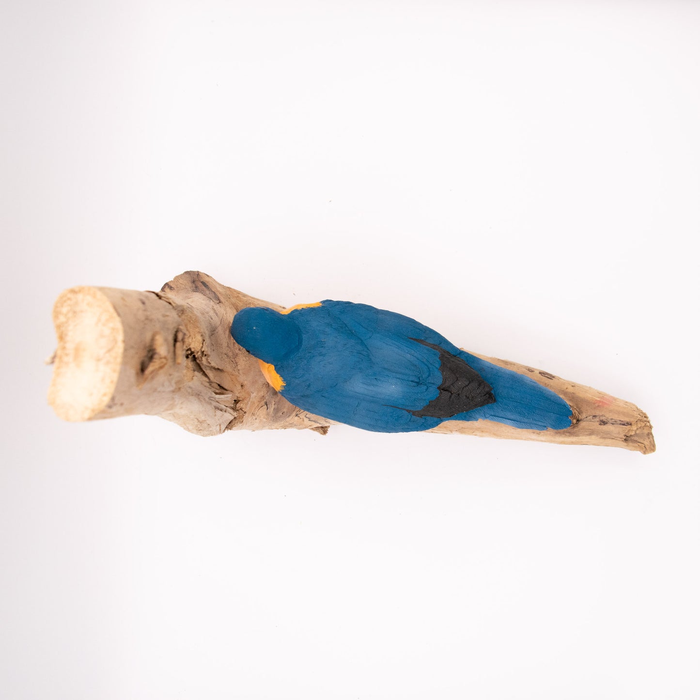 Merle bleu d'Amérique