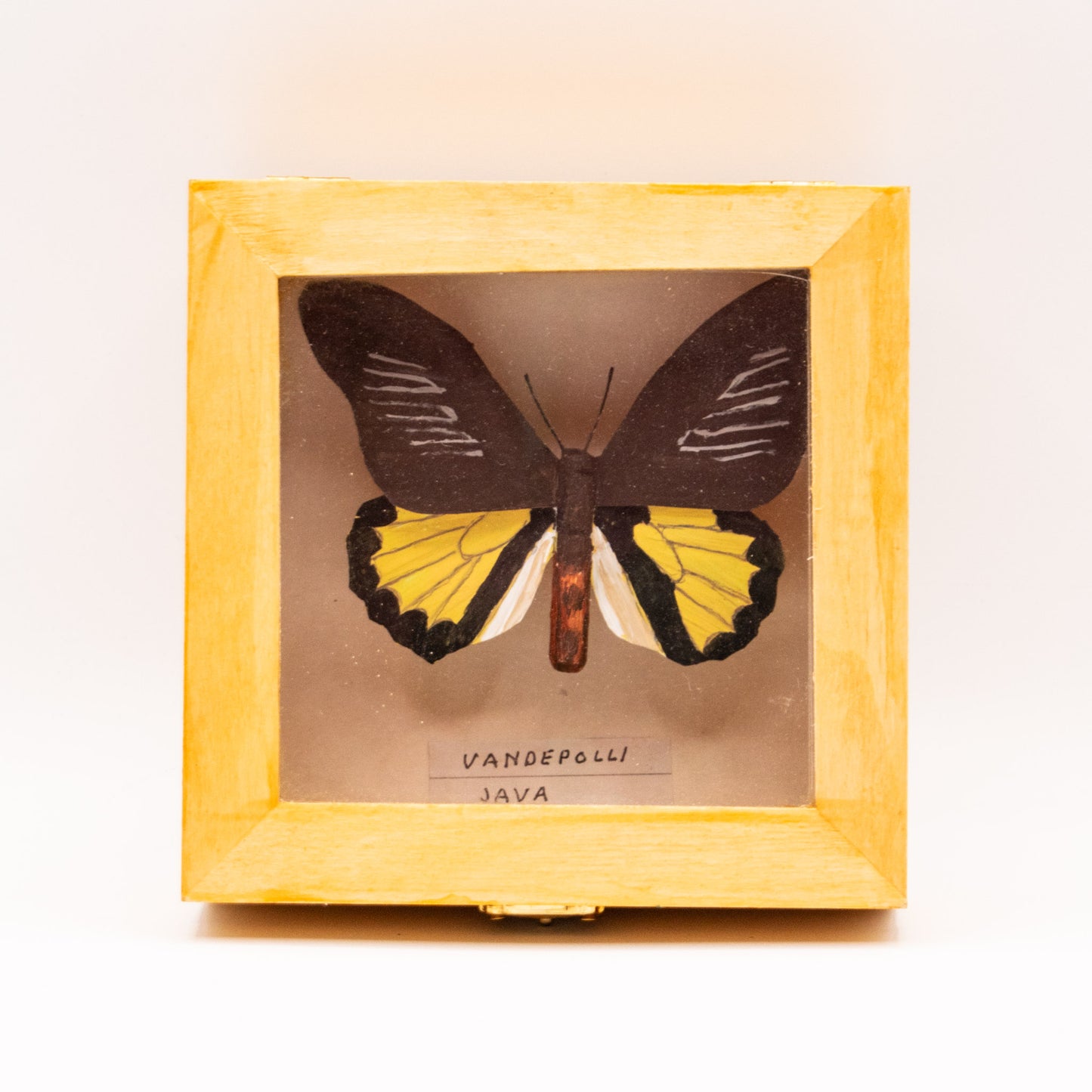 Papillon de la famille papilionidae