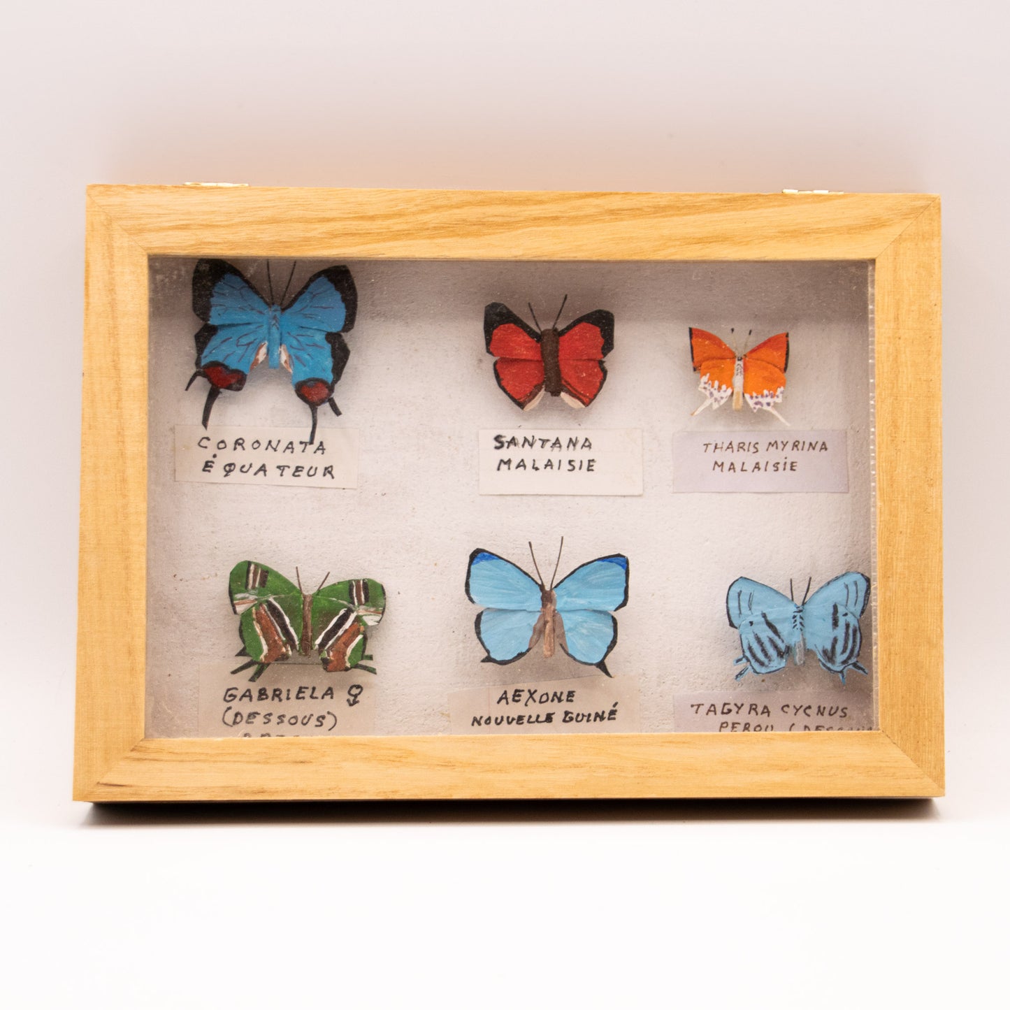 Papillon exotique (reproduction)