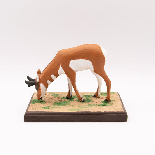 Antilope d'Amérique