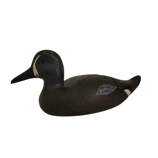 Canard noir