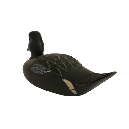 Canard noir