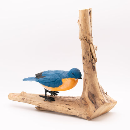 Merle bleu d'Amérique