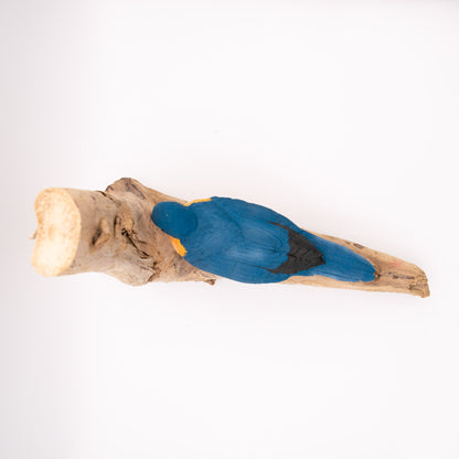 Merle bleu d'Amérique