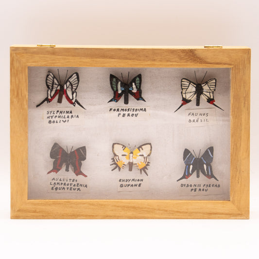 Papillon de la famille des néméobiidés
