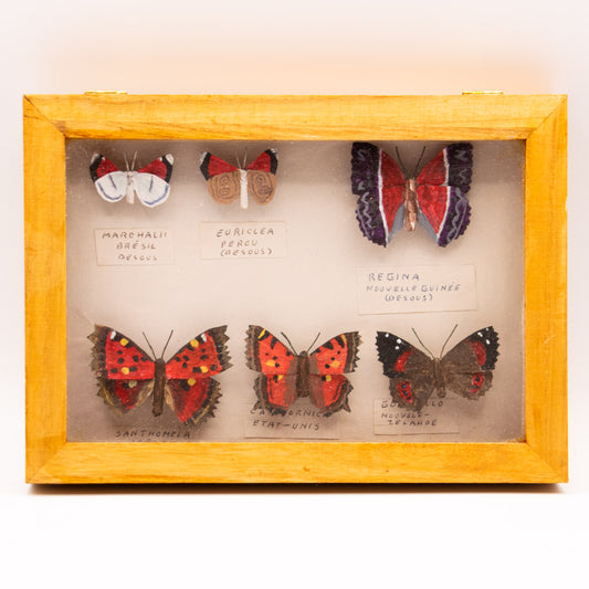 Papillon de la famille des lycénidés